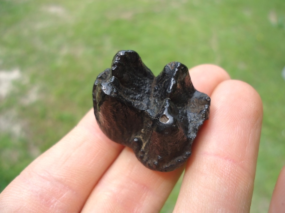 Large image 4 Tiny Neonatal Mastodon Tooth