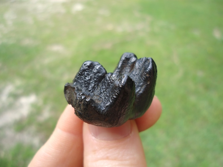 Large image 5 Tiny Neonatal Mastodon Tooth