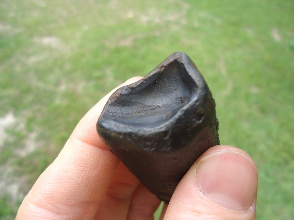 Large image 2 Extra Large Megalonyx Sloth Tooth