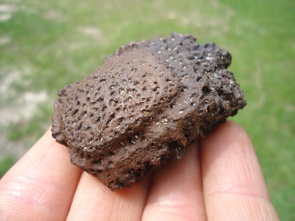 Large image 2 Highly Detailed Glyptodon Scute