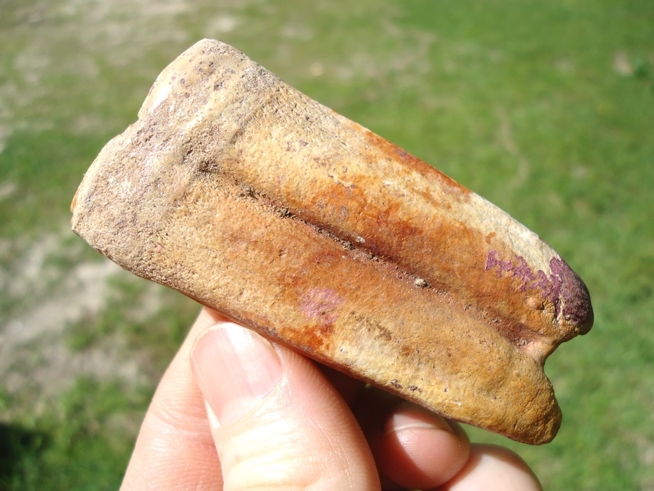 Large image 1 Beautiful Orange Horse Tooth