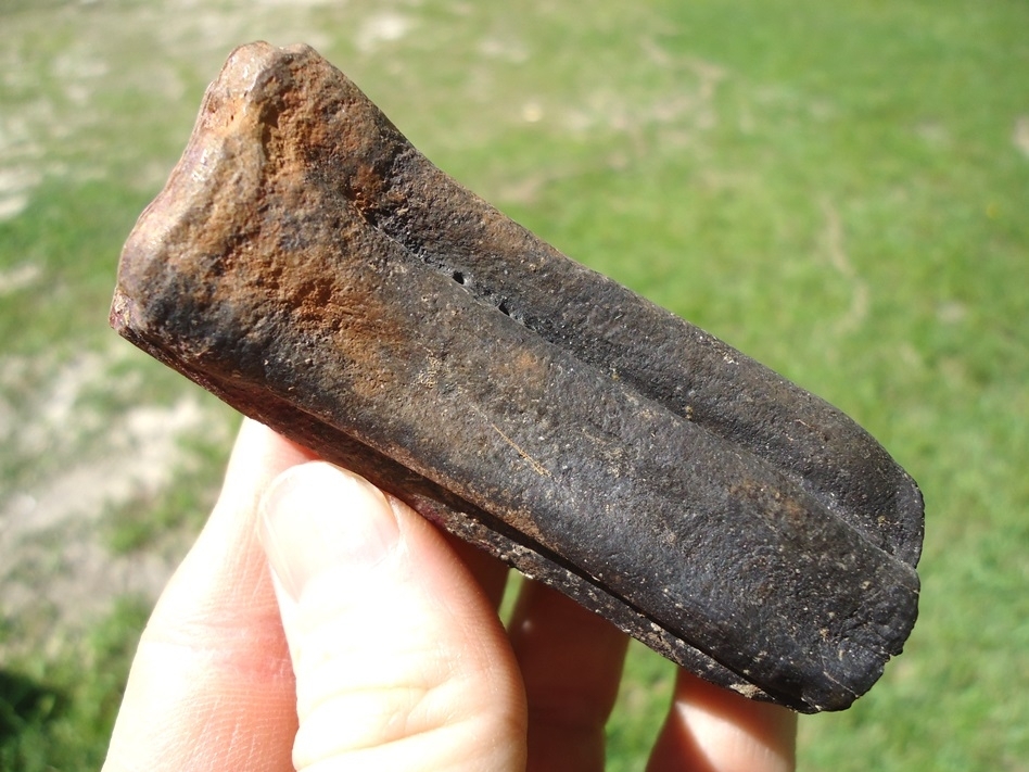 Large image 1 Massive Horse Upper Molar with Purple Algae Staining