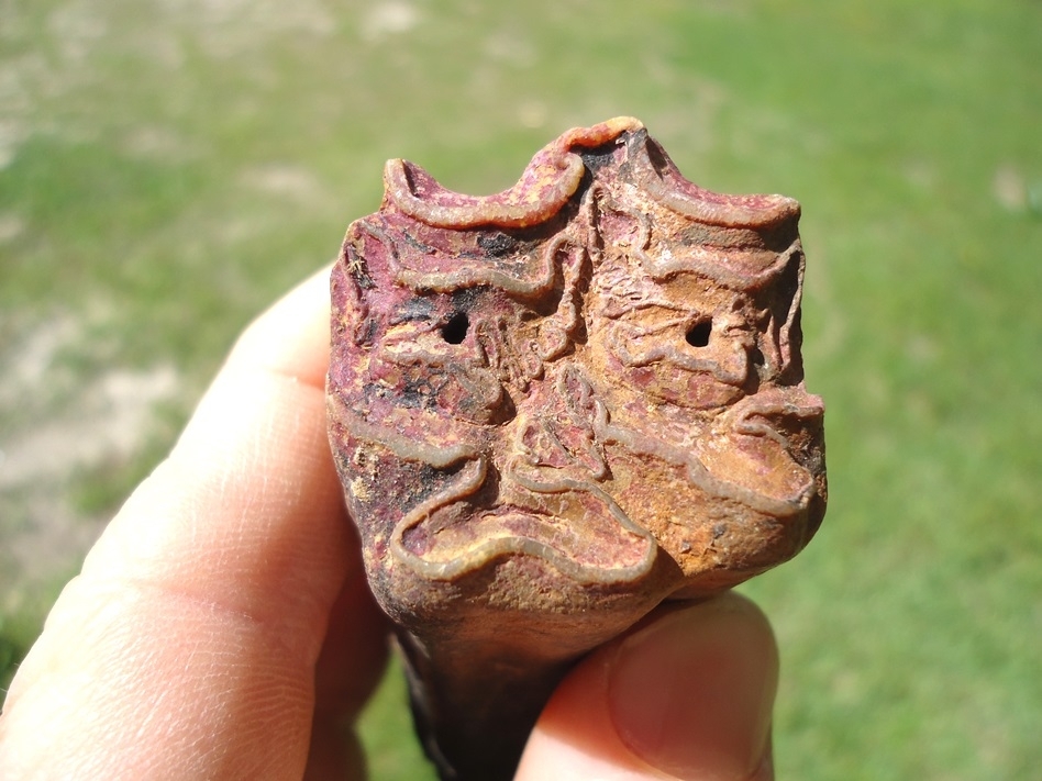 Large image 3 Massive Horse Upper Molar with Purple Algae Staining