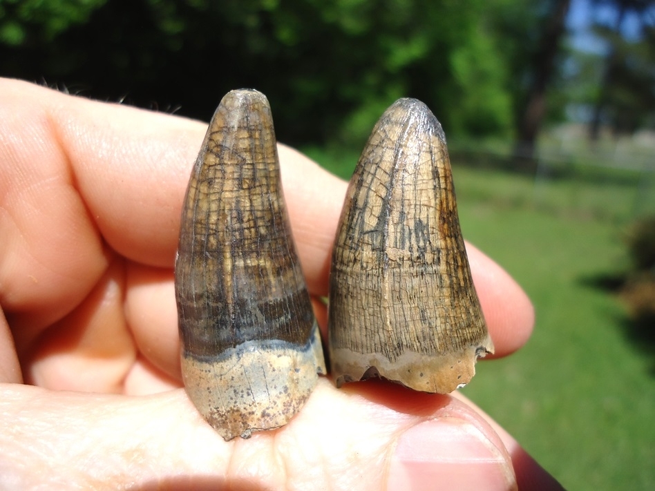 Large image 2 Two Super Colorful Alligator Teeth