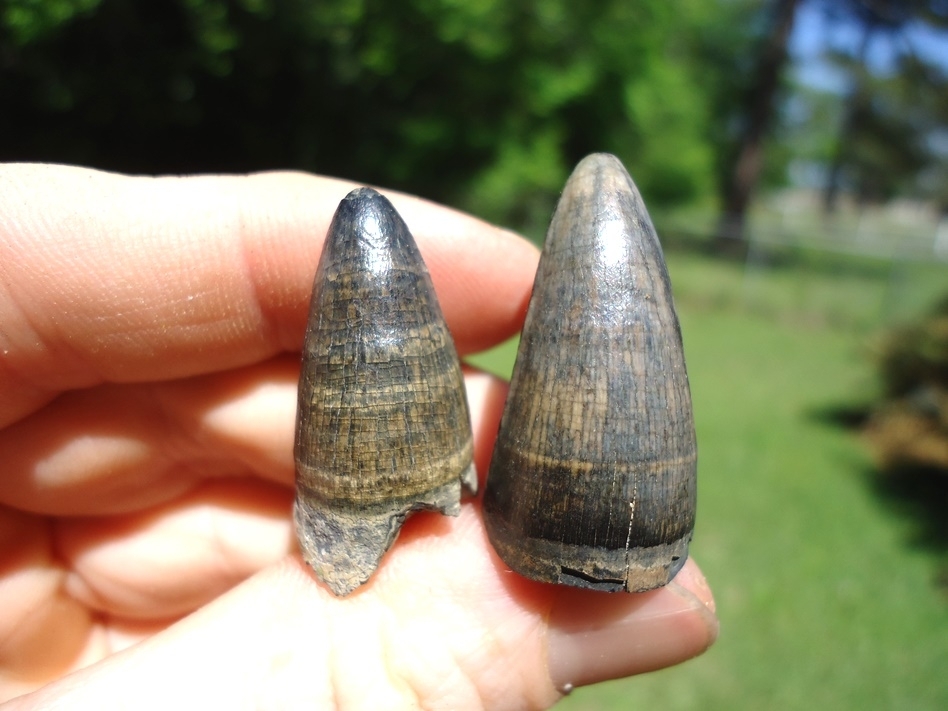 Large image 1 Two Super Colorful Alligator Teeth