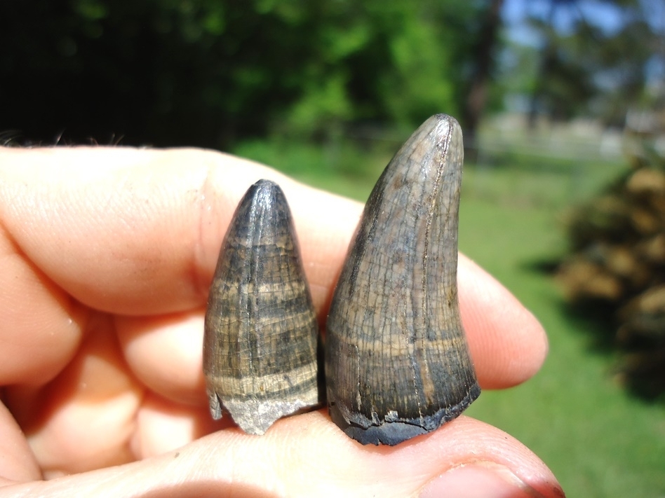 Large image 2 Two Super Colorful Alligator Teeth