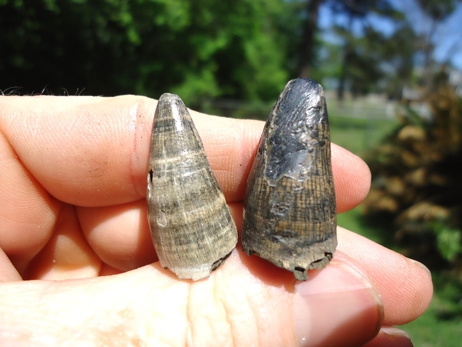 Large image 1 Two Super Colorful Alligator Teeth