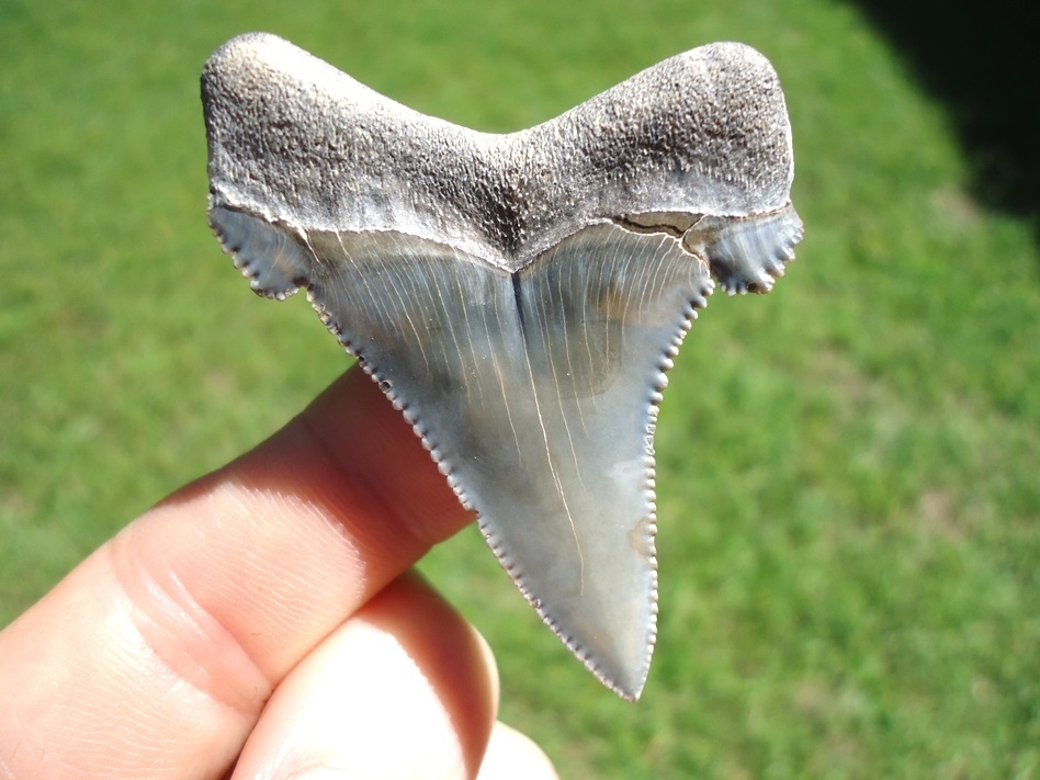 Large image 1 Rare Alabama Auriculatus Shark Tooth