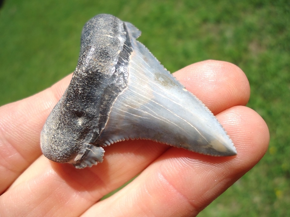 Large image 2 Rare Alabama Auriculatus Shark Tooth