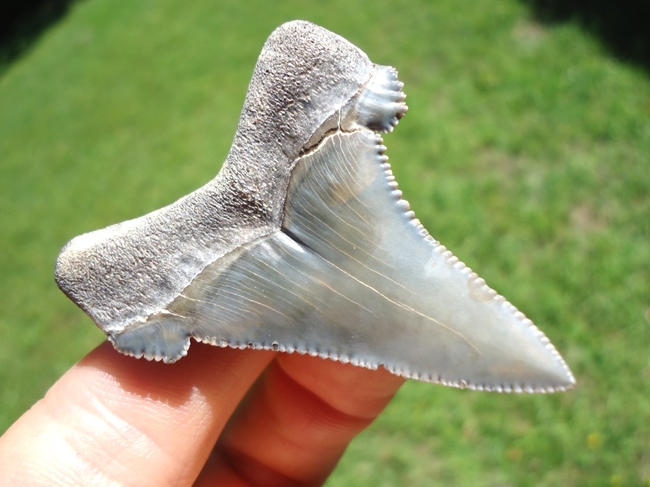 Large image 3 Rare Alabama Auriculatus Shark Tooth
