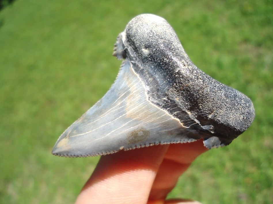 Large image 4 Rare Alabama Auriculatus Shark Tooth