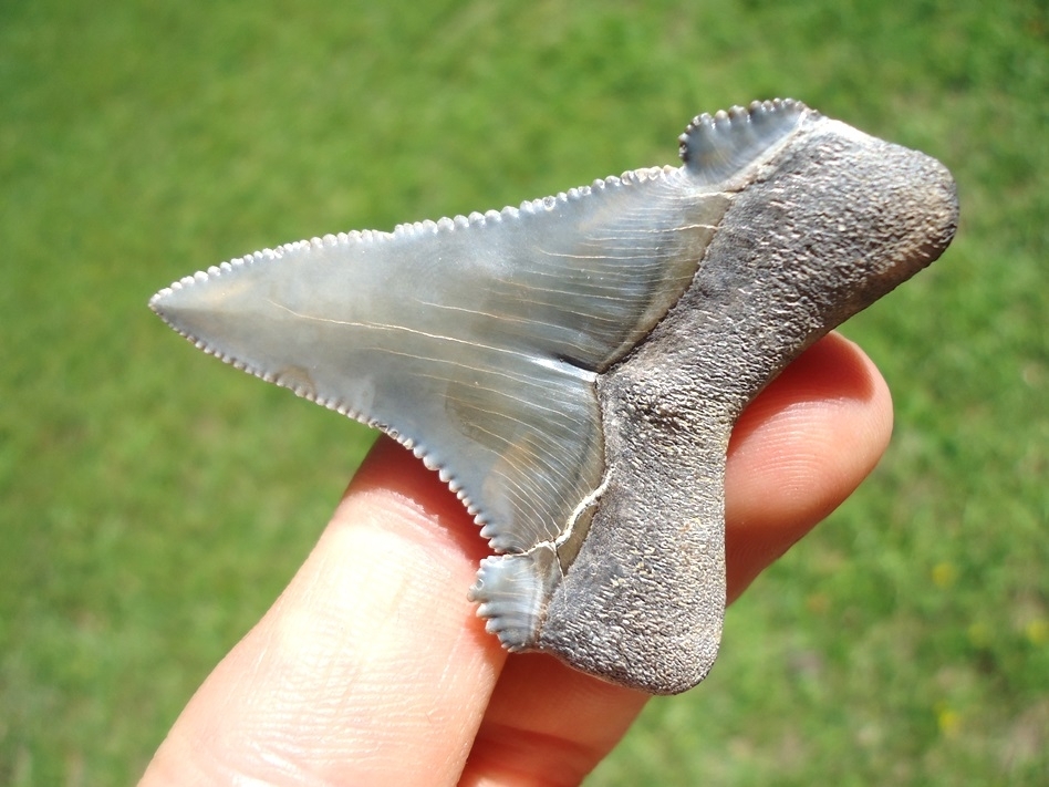Large image 5 Rare Alabama Auriculatus Shark Tooth
