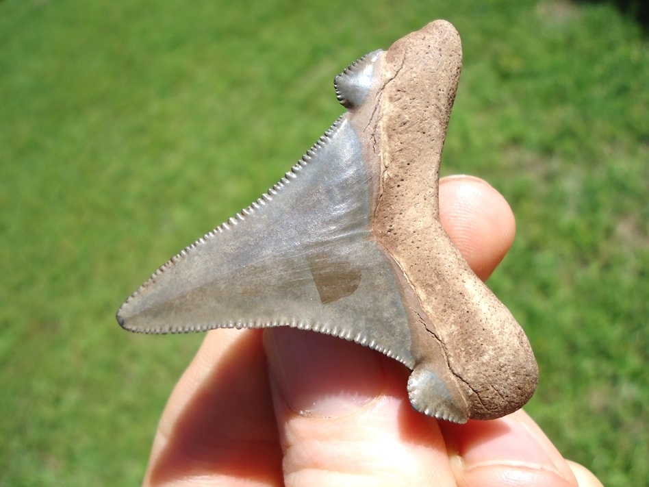 Large image 3 Bargain Suwannee River Auriculatus Shark Tooth