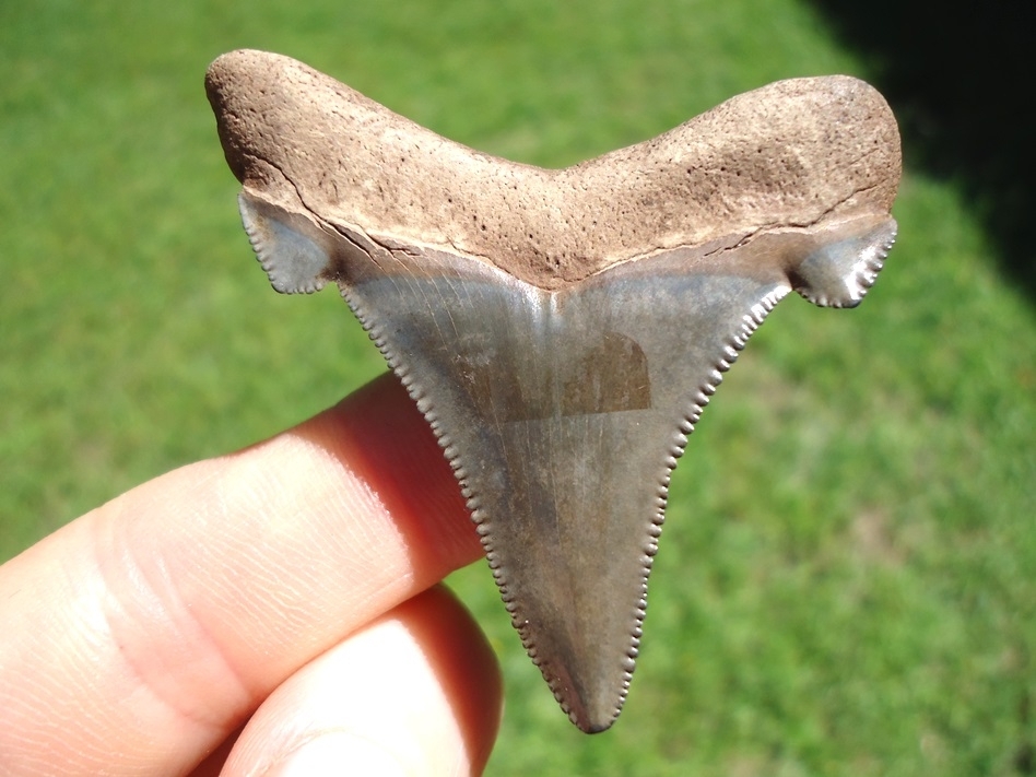 Large image 1 Bargain Suwannee River Auriculatus Shark Tooth