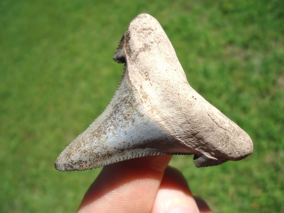 Large image 2 Bargain Suwannee River Auriculatus Shark Tooth