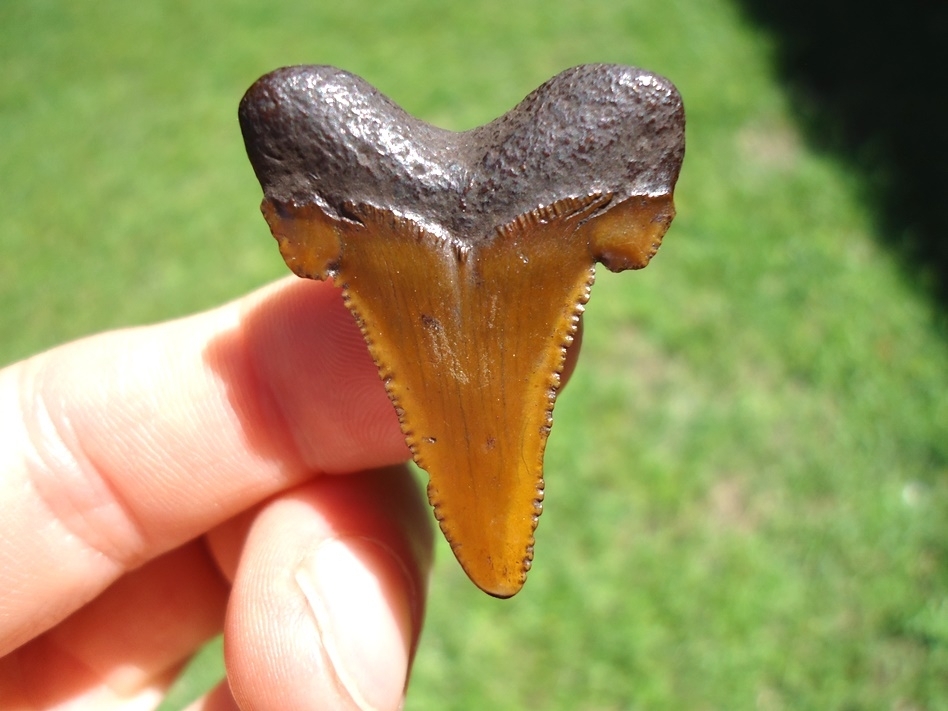 Large image 1 Gorgeous Red Suwannee River Auriculatus Shark Tooth
