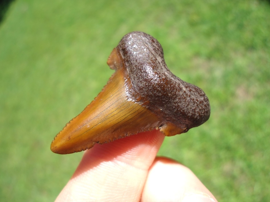 Large image 2 Gorgeous Red Suwannee River Auriculatus Shark Tooth