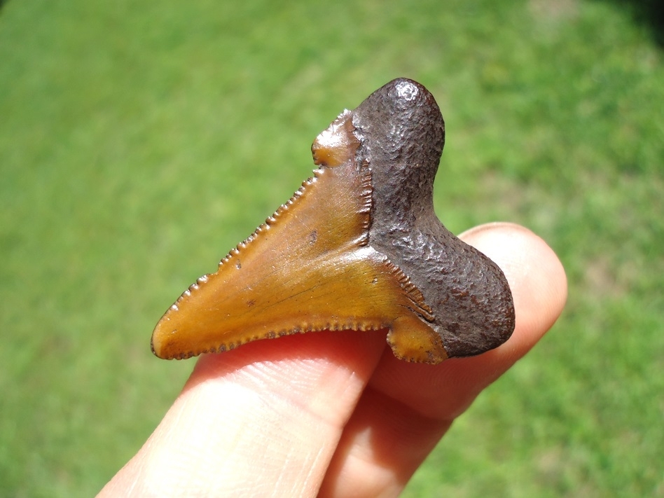 Large image 3 Gorgeous Red Suwannee River Auriculatus Shark Tooth