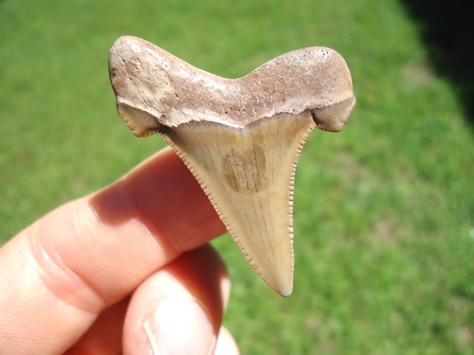 Large image 1 Quality Blonde Auriculatus Shark Tooth