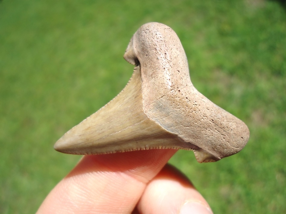 Large image 2 Quality Blonde Auriculatus Shark Tooth
