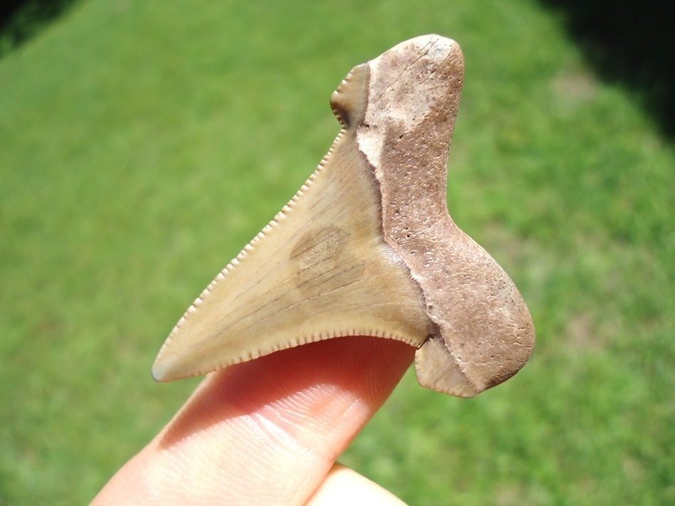 Large image 3 Quality Blonde Auriculatus Shark Tooth