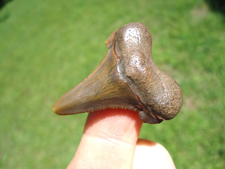 Large image 2 Bargain Suwannee River Auriculatus Shark Tooth