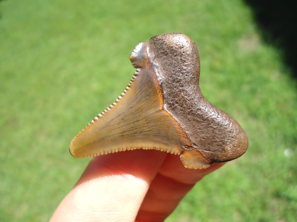 Large image 3 Bargain Suwannee River Auriculatus Shark Tooth