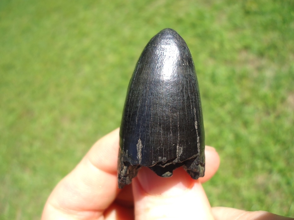 Large image 1 Massive 1.71' Glossy Black Alligator Tooth