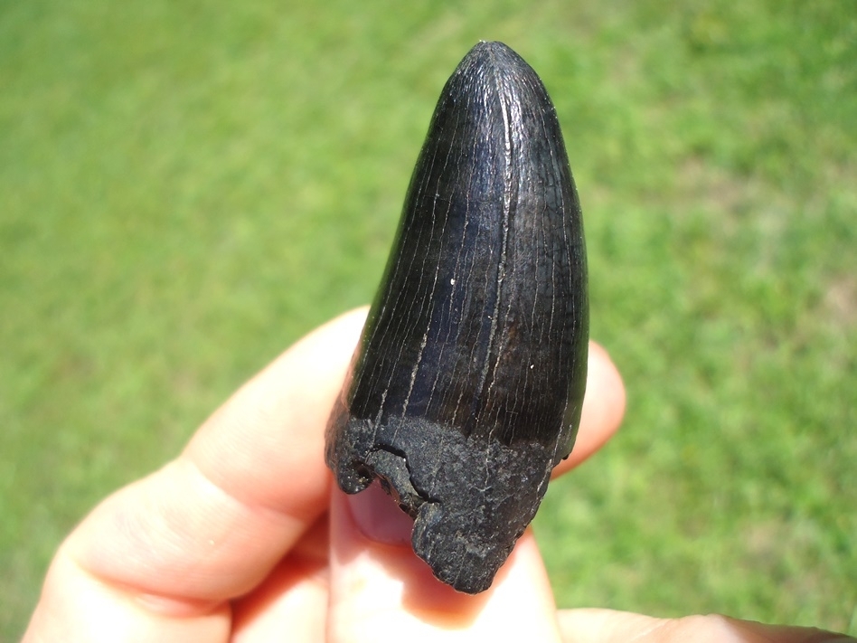 Large image 2 Massive 1.71' Glossy Black Alligator Tooth