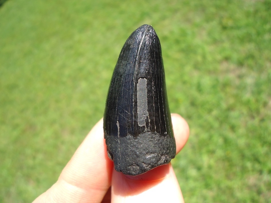 Large image 3 Massive 1.71' Glossy Black Alligator Tooth