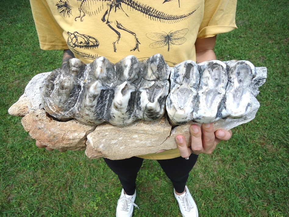 Large image 1 Museum Quality Mastodon Jaw with Two Colorful Teeth