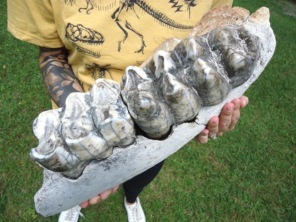 Large image 3 Museum Quality Mastodon Jaw with Two Colorful Teeth