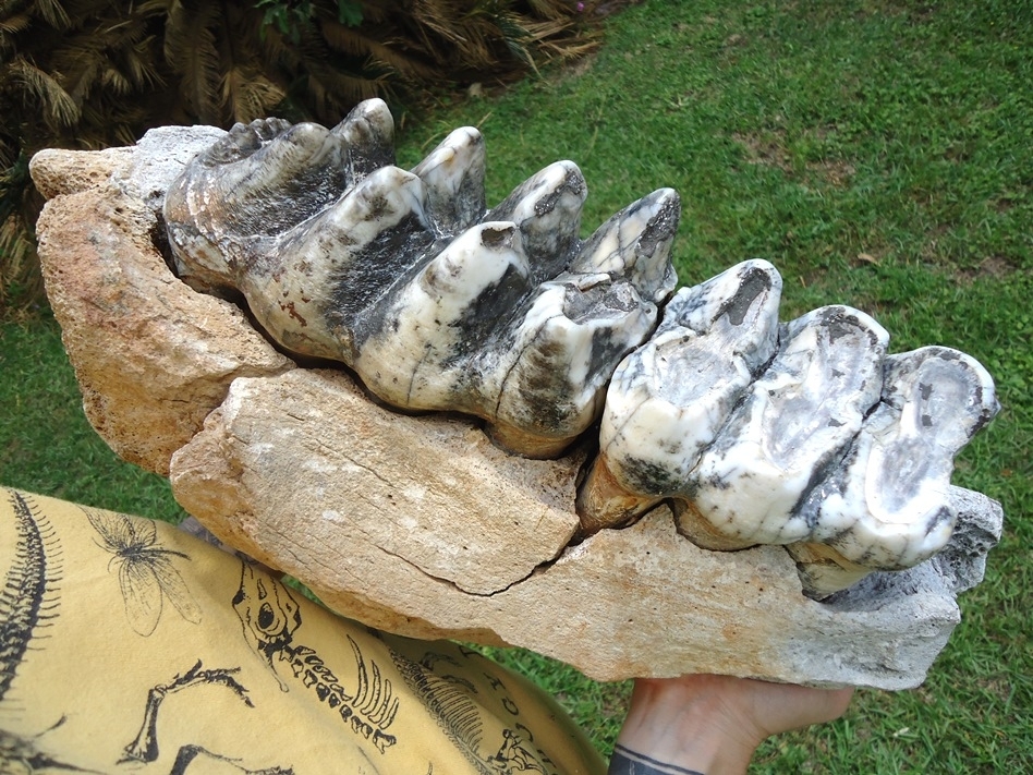 Large image 4 Museum Quality Mastodon Jaw with Two Colorful Teeth