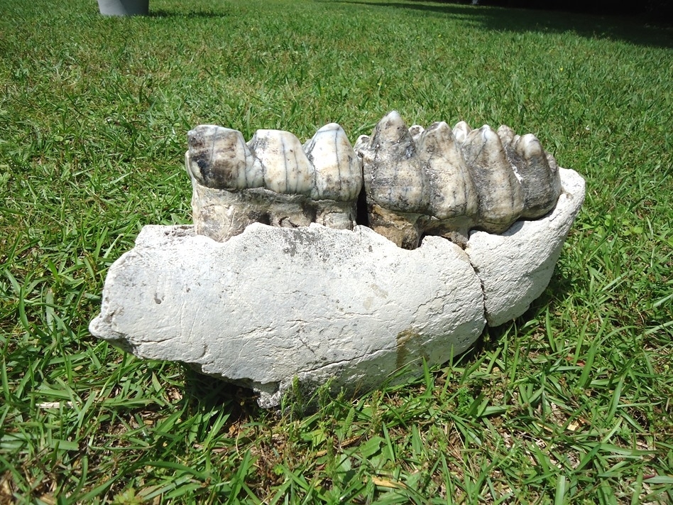 Large image 9 Museum Quality Mastodon Jaw with Two Colorful Teeth