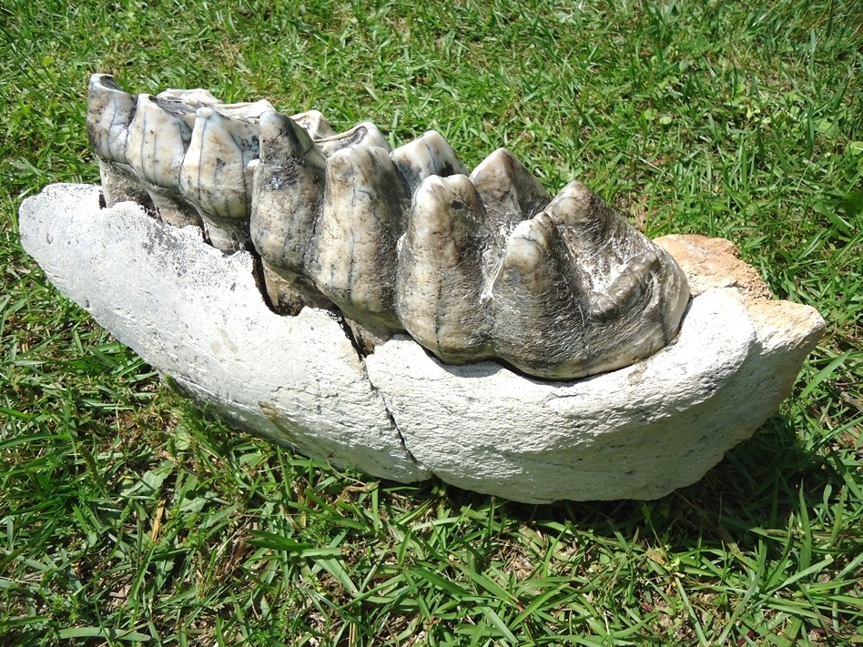 Large image 10 Museum Quality Mastodon Jaw with Two Colorful Teeth