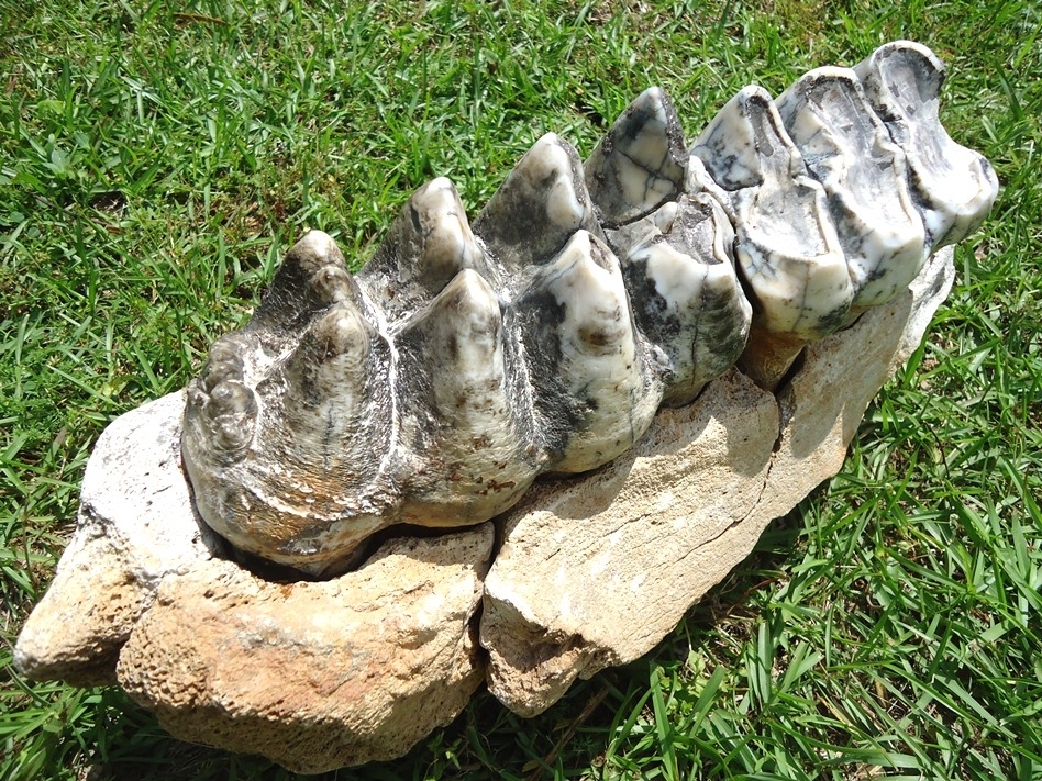 Large image 11 Museum Quality Mastodon Jaw with Two Colorful Teeth