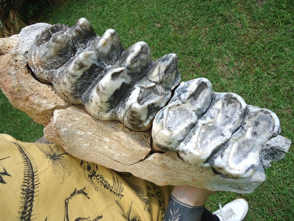 Large image 5 Museum Quality Mastodon Jaw with Two Colorful Teeth