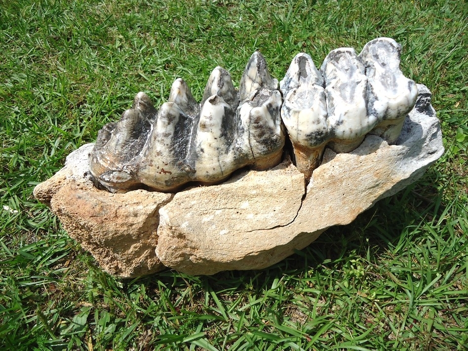 Large image 6 Museum Quality Mastodon Jaw with Two Colorful Teeth