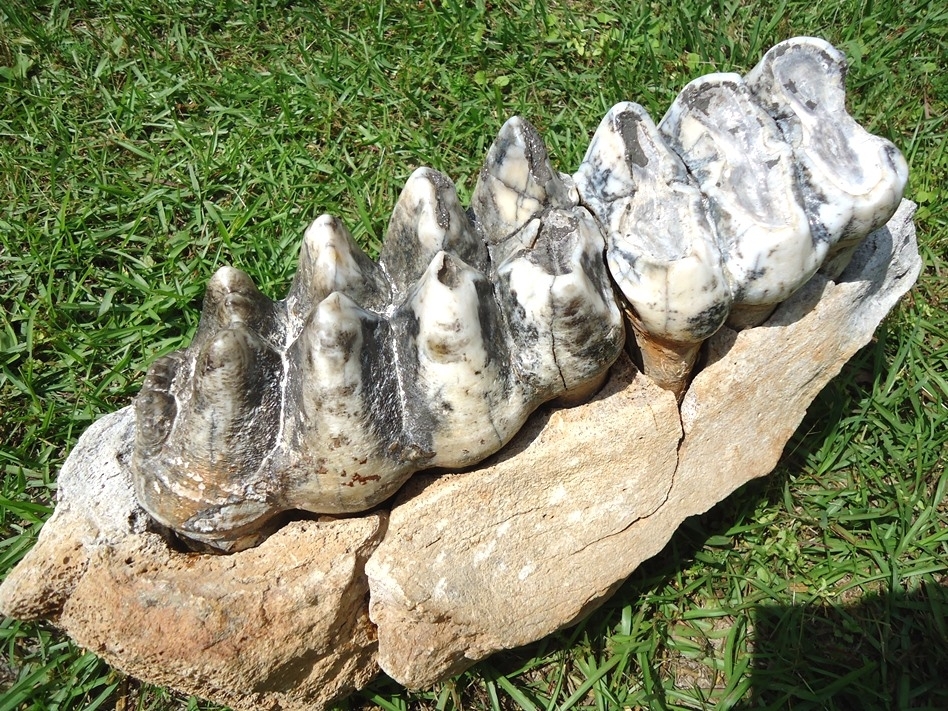 Large image 7 Museum Quality Mastodon Jaw with Two Colorful Teeth