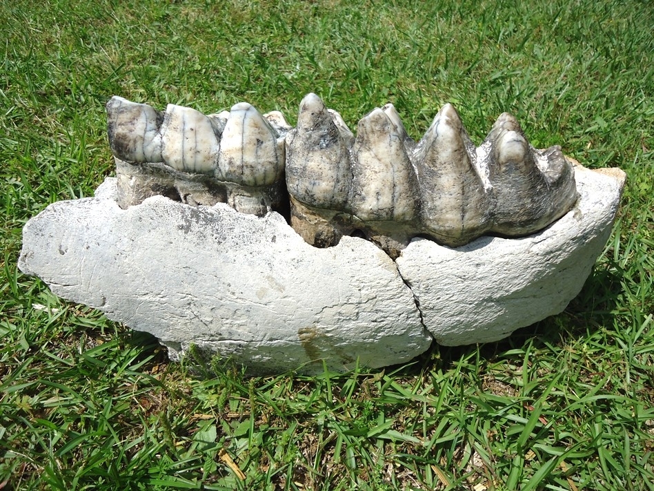 Large image 8 Museum Quality Mastodon Jaw with Two Colorful Teeth