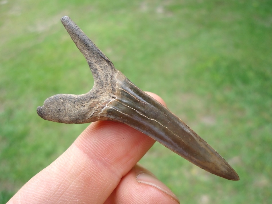 Large image 1 Record Size 2.38' Goblin Shark Tooth