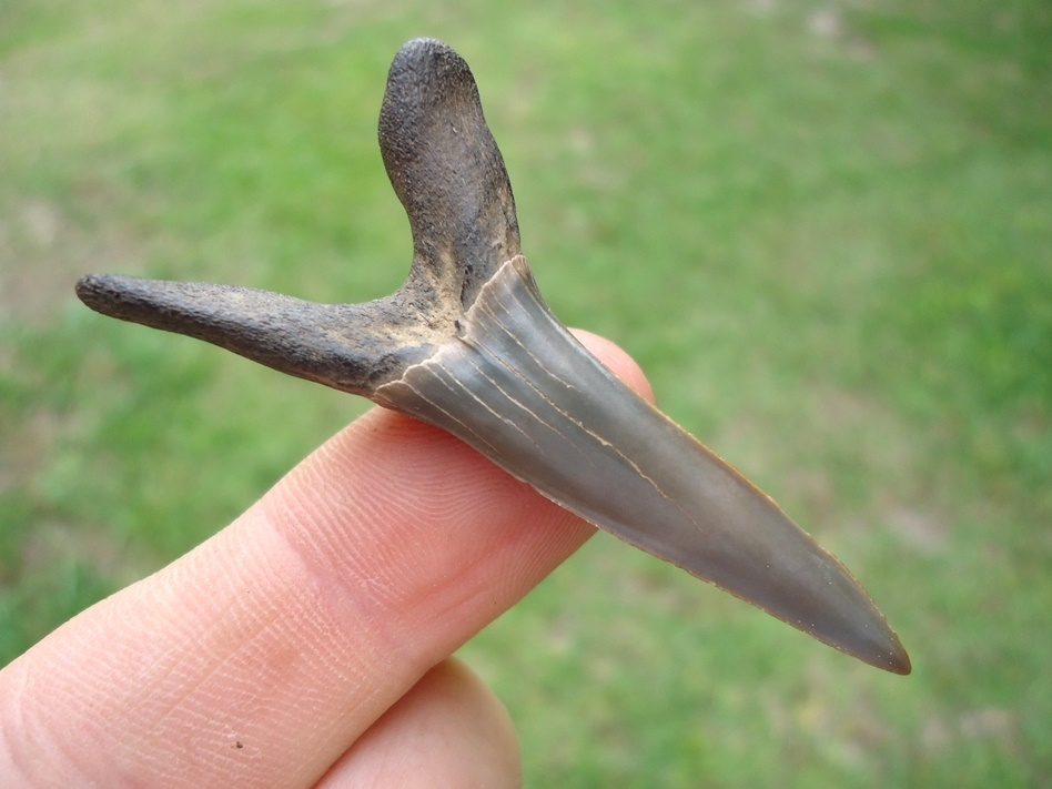 Large image 1 Massive 2.17' Goblin Shark Tooth