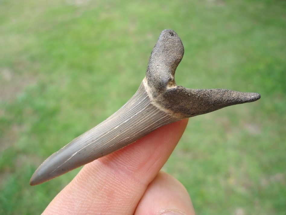 Large image 2 Massive 2.17' Goblin Shark Tooth