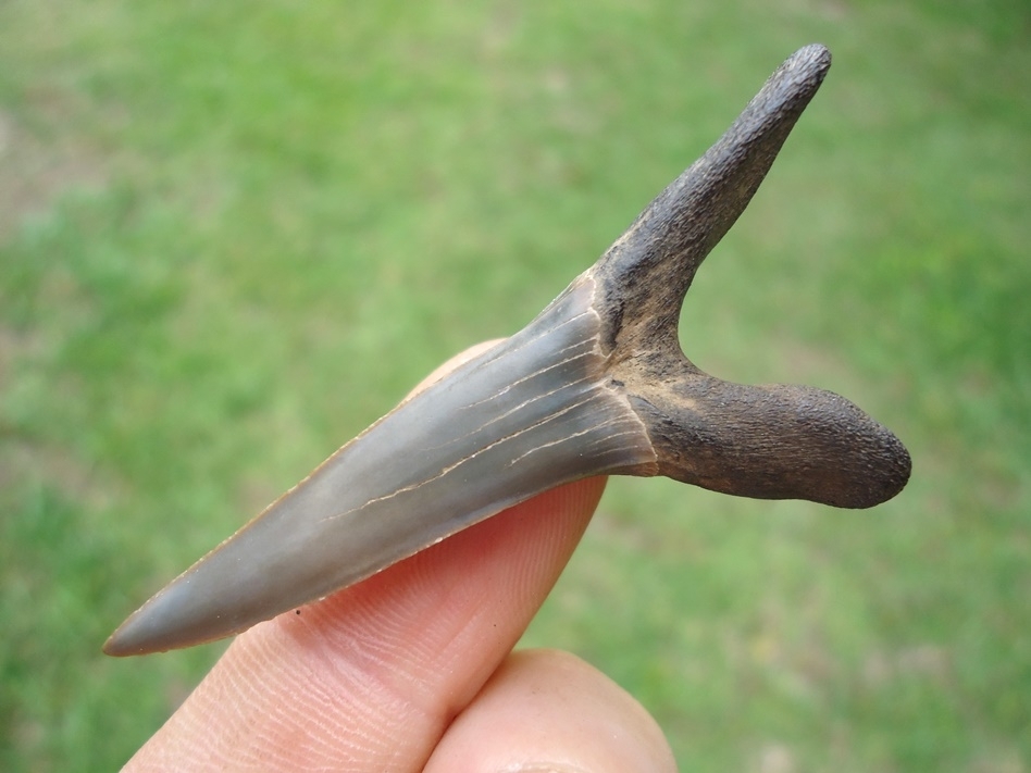 Large image 3 Massive 2.17' Goblin Shark Tooth