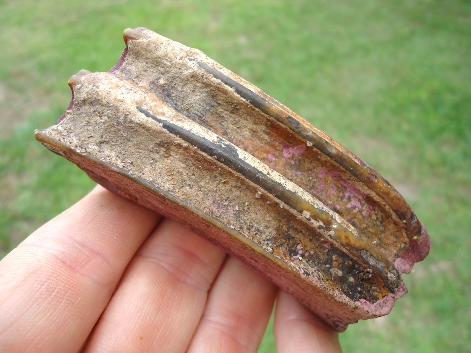 Large image 1 Gorgeous Pink Algae Stained Horse Tooth