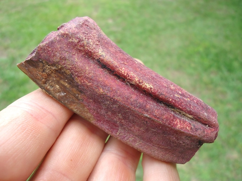 Large image 2 Gorgeous Pink Algae Stained Horse Tooth