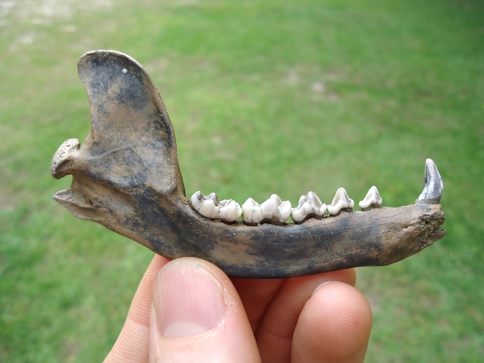 Large image 1 The Finest Raccoon Mandible