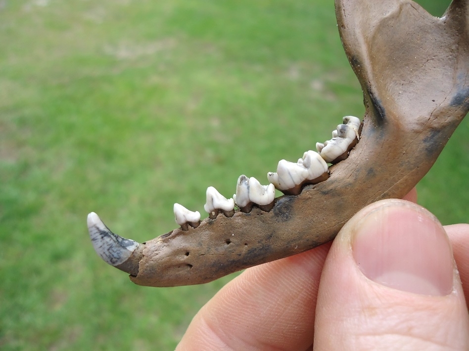 Large image 2 The Finest Raccoon Mandible