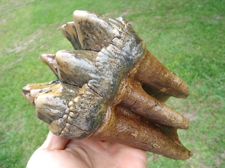 Large image 1 Museum Quality Colorful Three Hump Mastodon Tooth