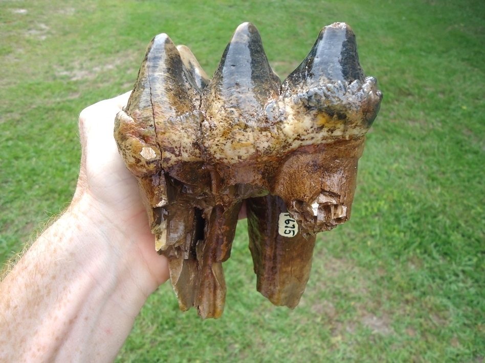 Large image 2 Museum Quality Colorful Three Hump Mastodon Tooth